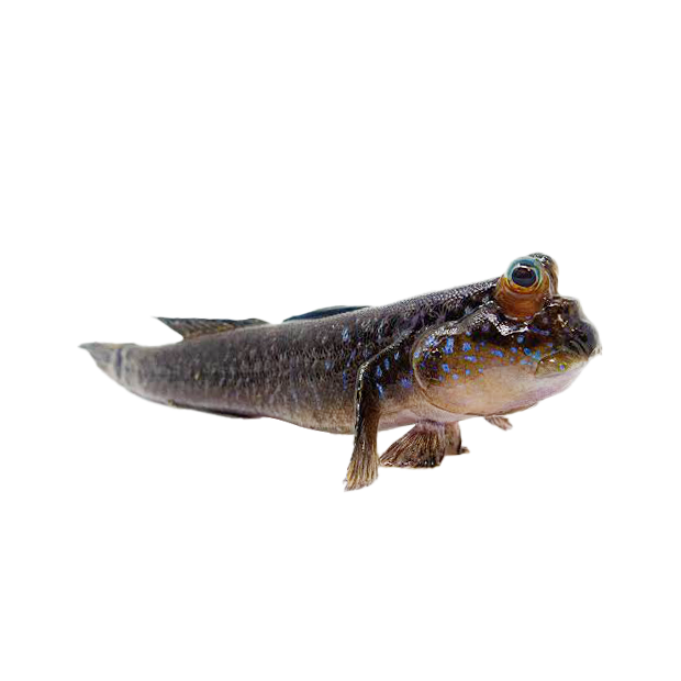 Imagem do peixe Mudskipper